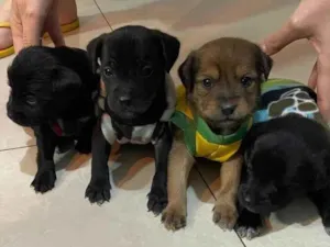 Cachorro raça SRD-ViraLata idade Abaixo de 2 meses nome Pretinhas 