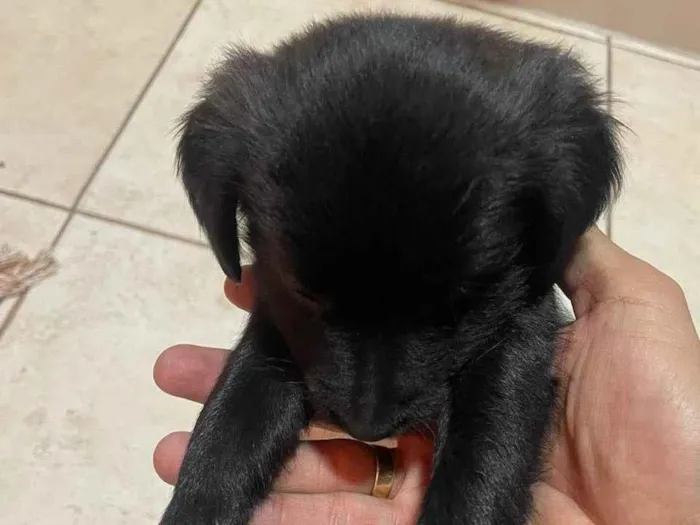 Cachorro ra a SRD-ViraLata idade Abaixo de 2 meses nome Pretinhas 