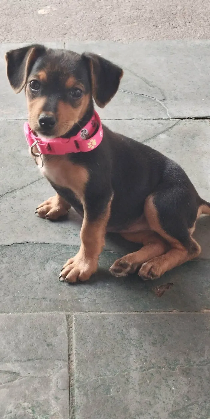 Cachorro ra a SRD-ViraLata idade 2 a 6 meses nome Agnes 