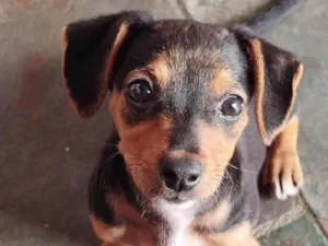 Cachorro raça SRD-ViraLata idade 2 a 6 meses nome Agnes 