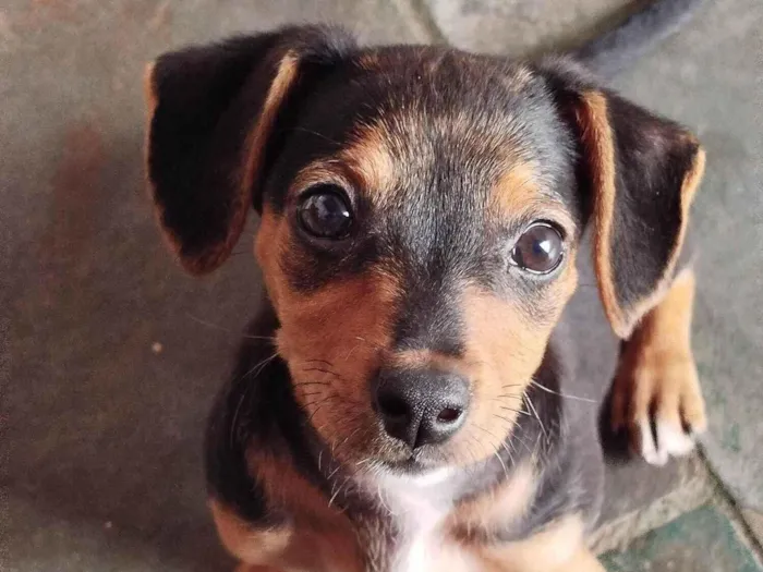 Cachorro ra a SRD-ViraLata idade 2 a 6 meses nome Agnes 