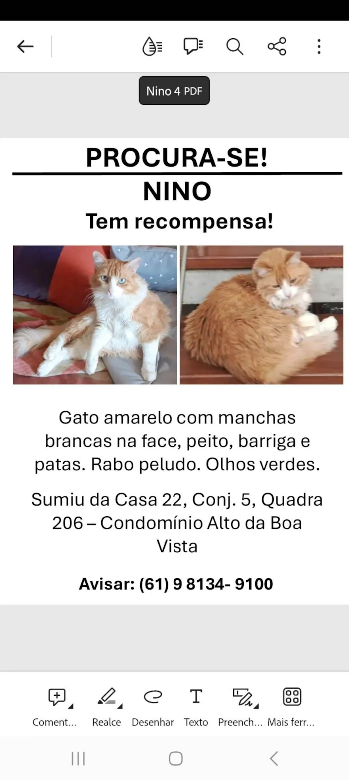 Gato ra a SRD-ViraLata idade 6 ou mais anos nome NINO