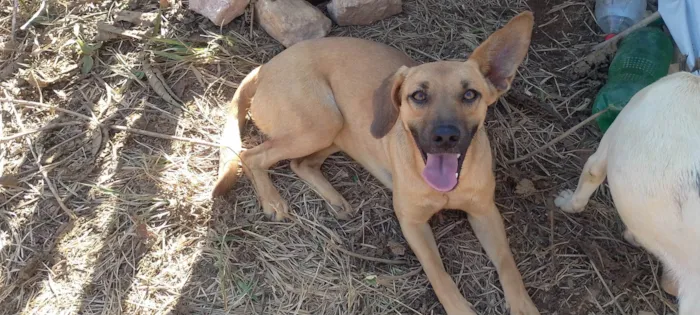 Cachorro ra a SRD-ViraLata idade 2 anos nome Paçoca 