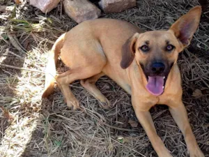 Cachorro raça SRD-ViraLata idade 2 anos nome Paçoca 