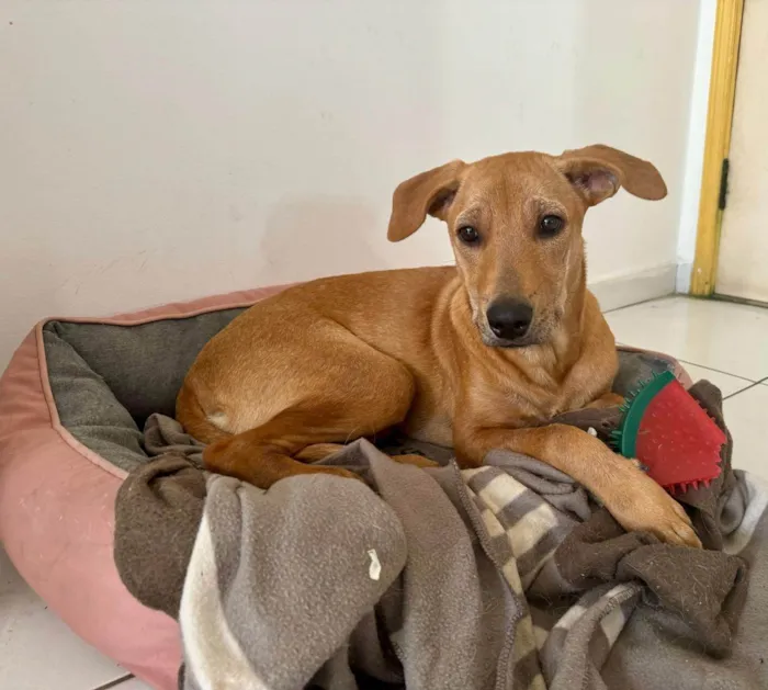 Cachorro ra a SRD-ViraLata idade 2 a 6 meses nome Kira