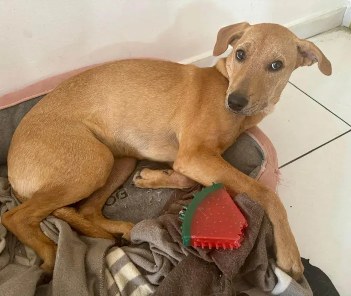 Cachorro ra a SRD-ViraLata idade 2 a 6 meses nome Kira