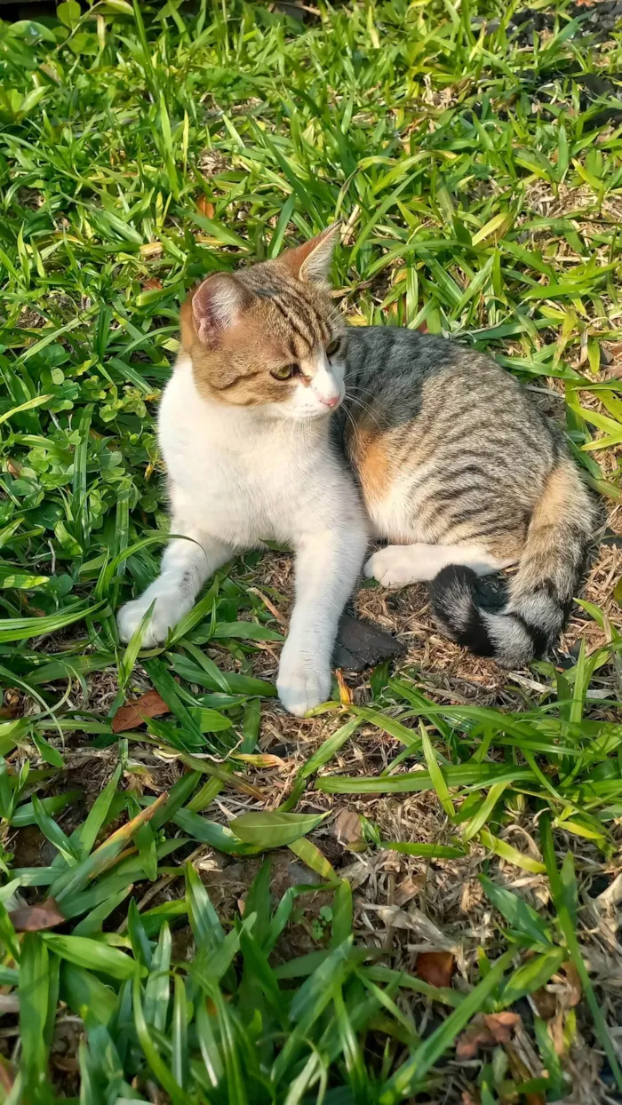Gato ra a SRD-ViraLata idade 7 a 11 meses nome Miminho
