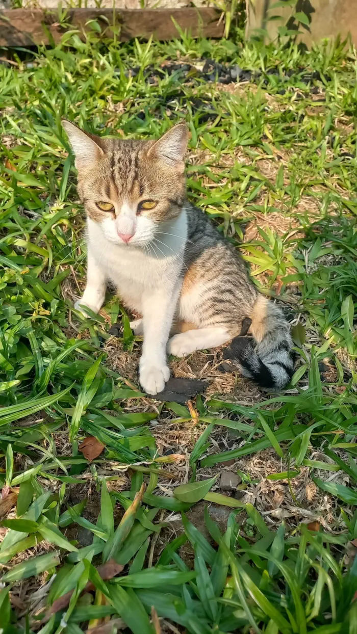 Gato ra a SRD-ViraLata idade 7 a 11 meses nome Miminho