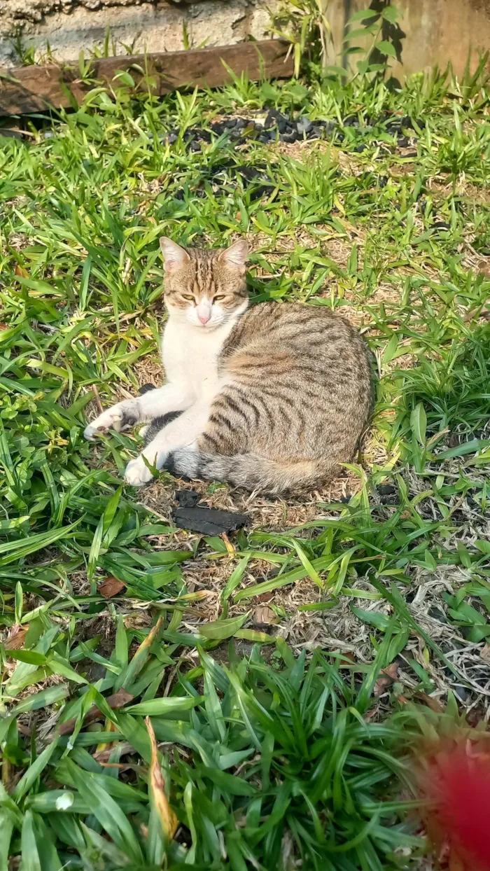 Gato ra a SRD-ViraLata idade 7 a 11 meses nome Miminho