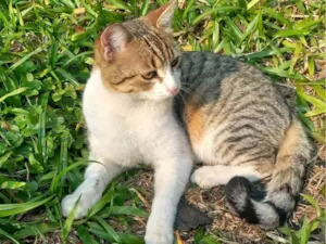 Gato raça SRD-ViraLata idade 7 a 11 meses nome Miminho
