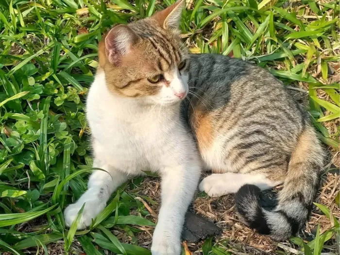 Gato ra a SRD-ViraLata idade 7 a 11 meses nome Miminho