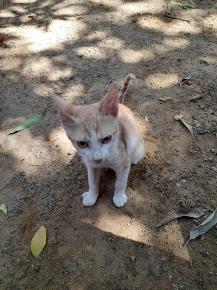 Gato ra a SRD-ViraLata idade 2 a 6 meses nome Caramelo 