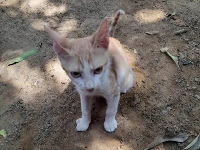 Gato raça SRD-ViraLata idade 2 a 6 meses nome Caramelo 