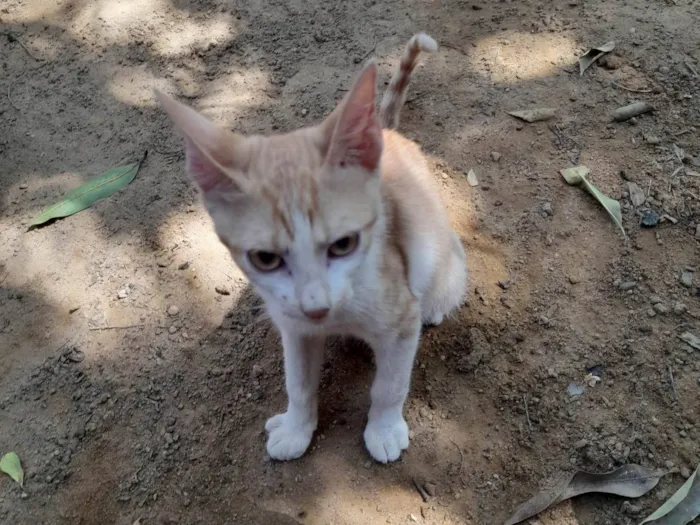 Gato ra a SRD-ViraLata idade 2 a 6 meses nome Caramelo 