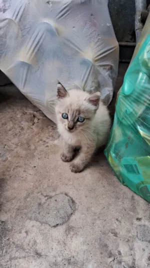 Gato raça Siamês idade Abaixo de 2 meses nome A definir