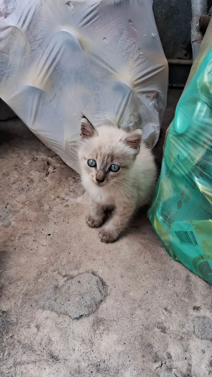 Gato ra a Siamês idade Abaixo de 2 meses nome A definir