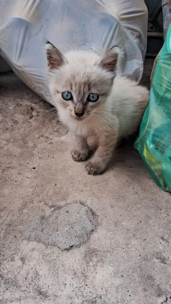 Gato ra a Siamês idade Abaixo de 2 meses nome A definir