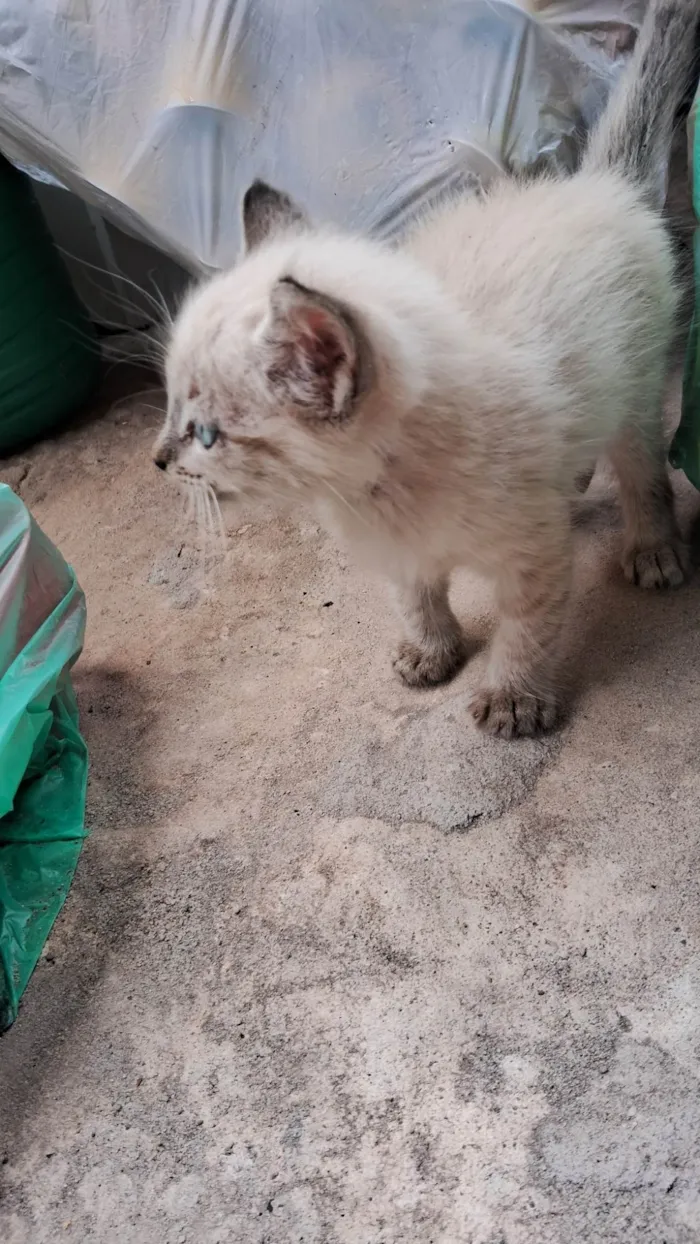 Gato ra a Siamês idade Abaixo de 2 meses nome A definir