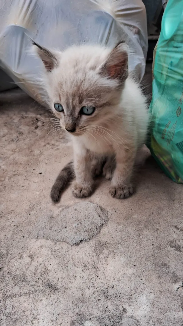 Gato ra a Siamês idade Abaixo de 2 meses nome A definir