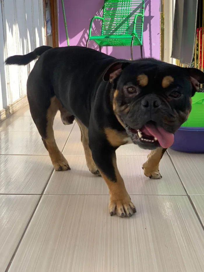 Cachorro ra a Rottweiler idade 2 anos nome BARTH