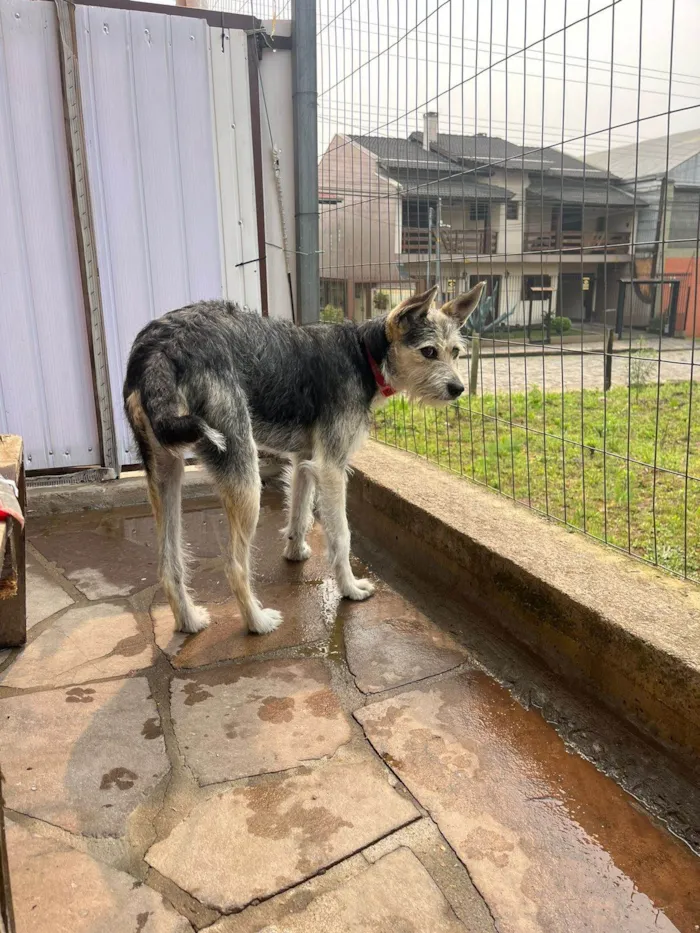 Cachorro ra a SRD-ViraLata idade 7 a 11 meses nome Nina 