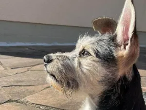 Cachorro raça SRD-ViraLata idade 7 a 11 meses nome Nina 