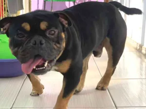 Cachorro raça Rottweiler idade 2 anos nome BARTH