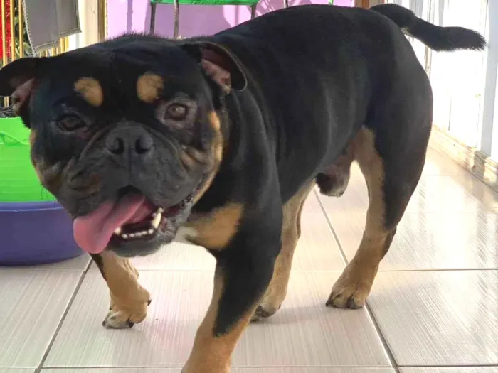 Cachorro ra a Rottweiler idade 2 anos nome BARTH