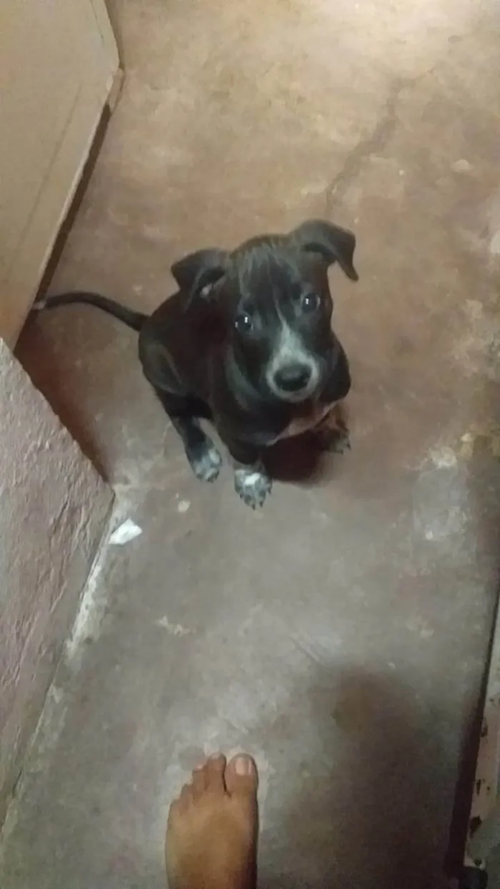 Cachorro ra a SRD-ViraLata idade 2 a 6 meses nome Pingo