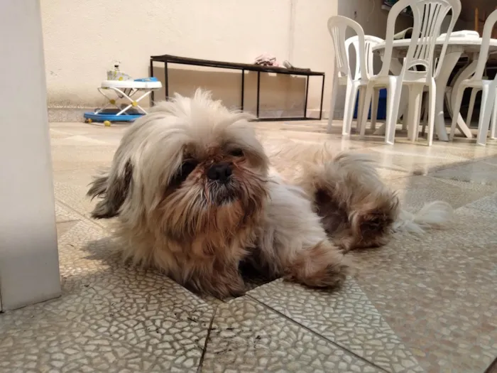 Cachorro ra a Shitzu idade 4 anos nome Benjamin