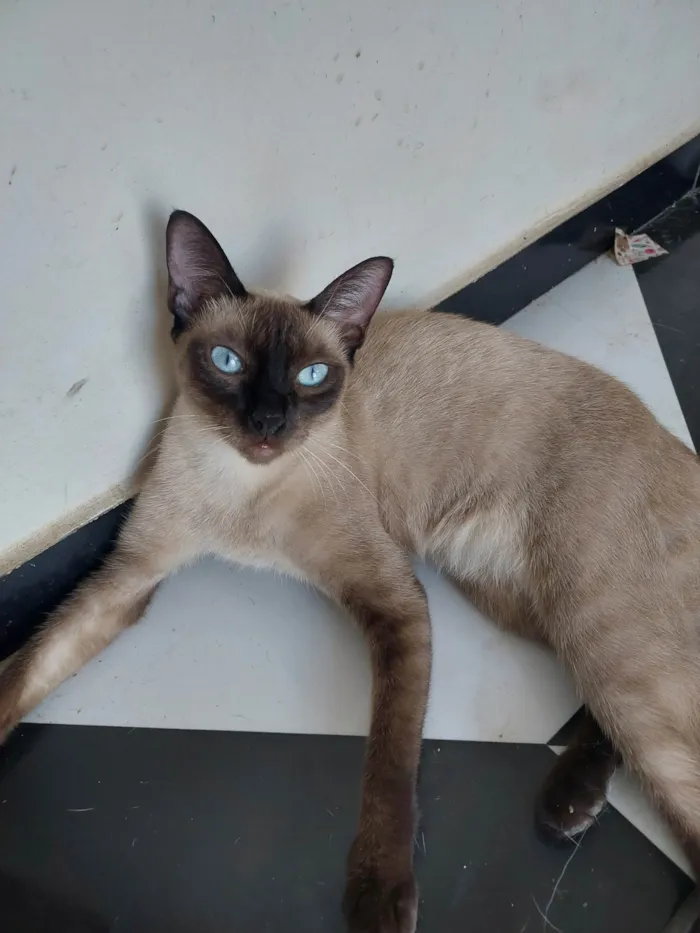 Gato ra a Siamês idade 2 anos nome Arya