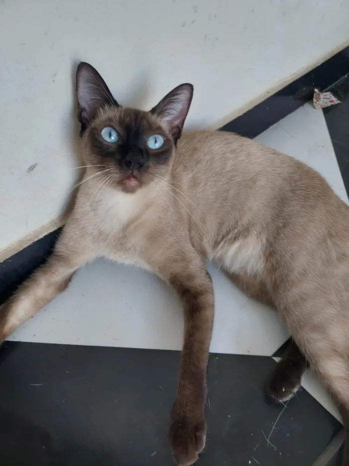 Gato ra a Siamês idade 2 anos nome Arya