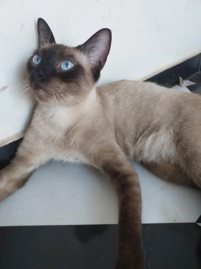 Gato ra a Siamês idade 2 anos nome Arya