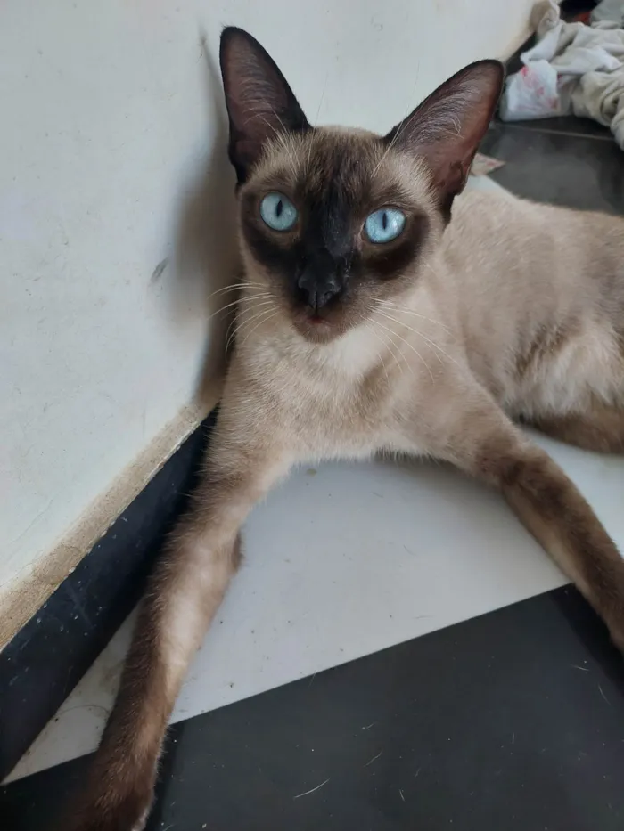 Gato ra a Siamês idade 2 anos nome Arya