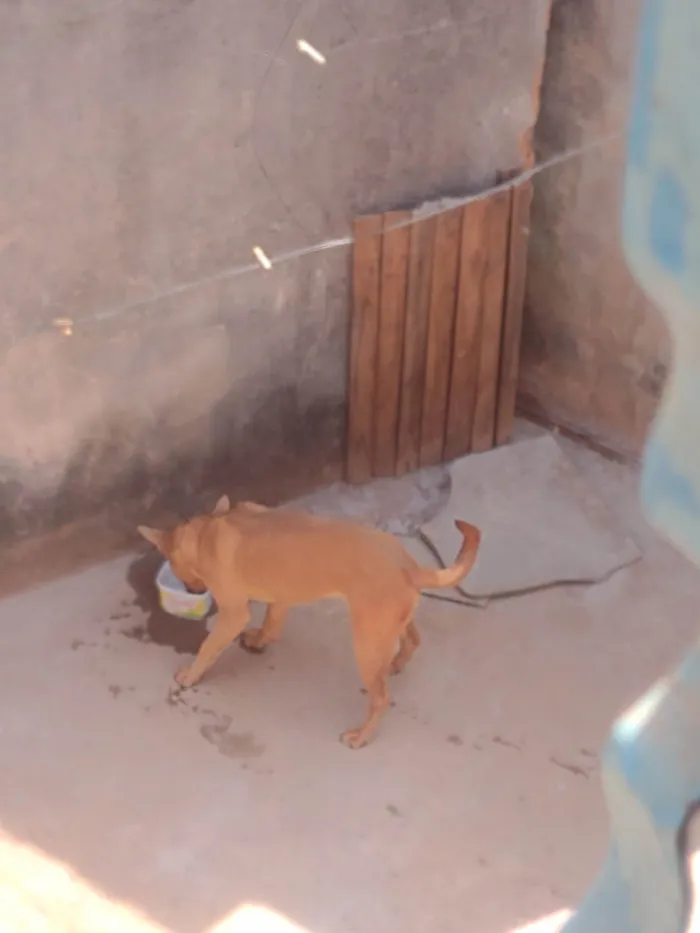 Cachorro ra a Labrador idade 7 a 11 meses nome PROCURO O DONO DESSE CACHORRO NÃO SEI A RAÇA O QUEM FOR O DONO FALE COMIGO PARA PEGAR SEU CACHORRO DE VOLTA