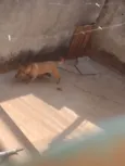 PROCURO O DONO DESSE CACHORRO NÃO SEI A RAÇA O QUEM FOR O DONO FALE COMIGO PARA PEGAR SEU CACHORRO DE VOLTA