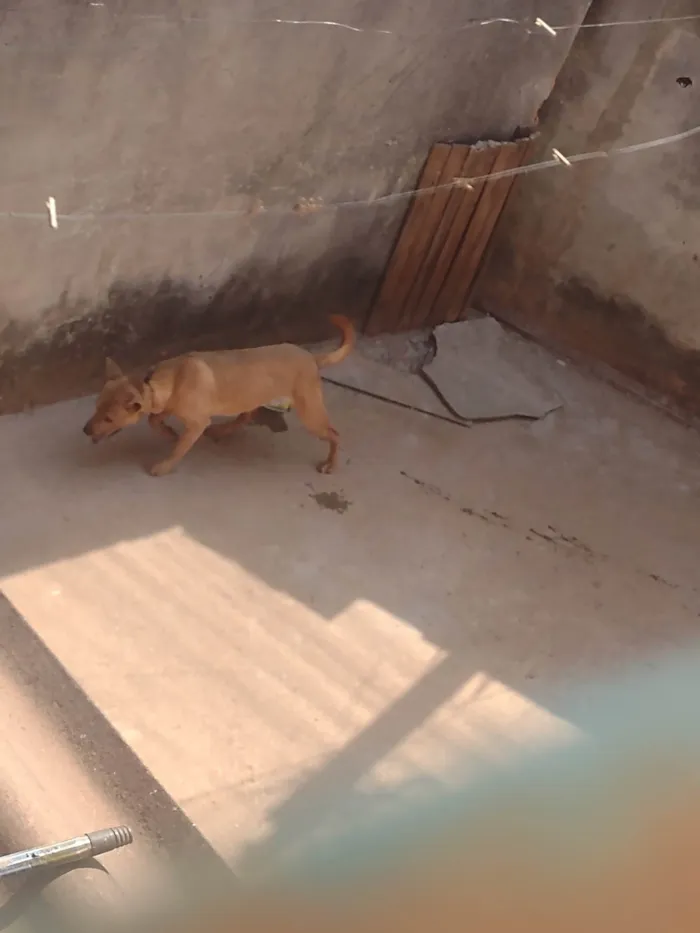 Cachorro ra a Labrador idade 7 a 11 meses nome PROCURO O DONO DESSE CACHORRO NÃO SEI A RAÇA O QUEM FOR O DONO FALE COMIGO PARA PEGAR SEU CACHORRO DE VOLTA