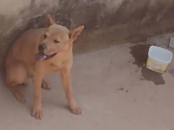 Cachorro ra a Labrador idade 7 a 11 meses nome PROCURO O DONO DESSE CACHORRO NÃO SEI A RAÇA O QUEM FOR O DONO FALE COMIGO PARA PEGAR SEU CACHORRO DE VOLTA