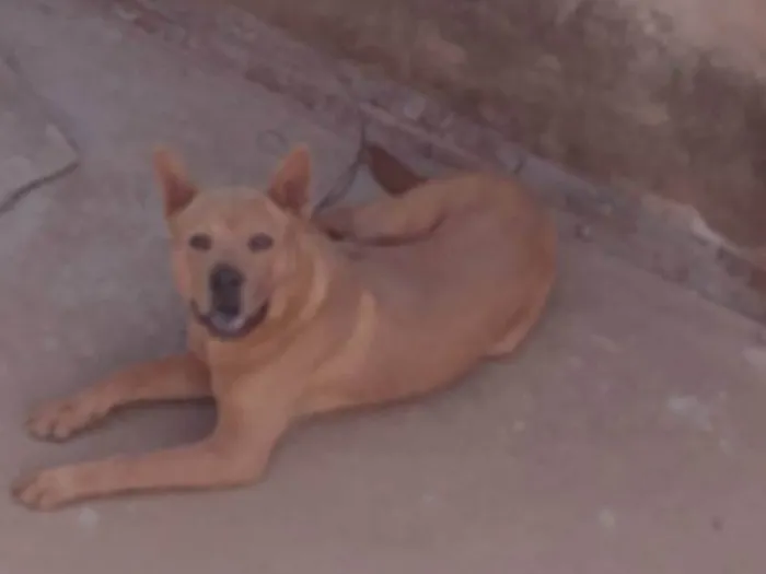 Cachorro ra a Labrador idade 7 a 11 meses nome PROCURO O DONO DESSE CACHORRO NÃO SEI A RAÇA O QUEM FOR O DONO FALE COMIGO PARA PEGAR SEU CACHORRO DE VOLTA