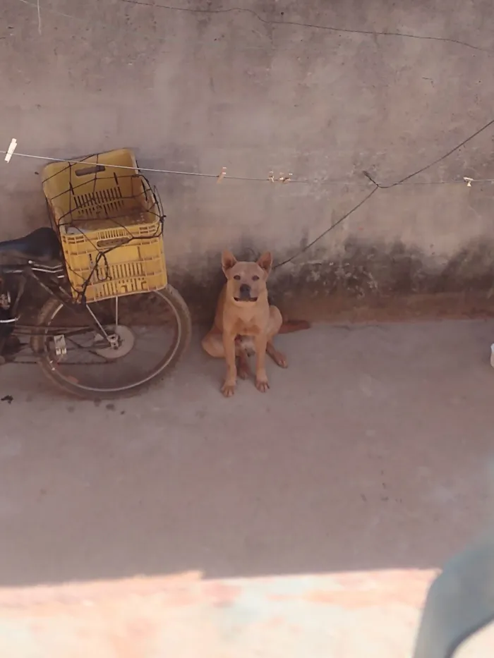 Cachorro ra a Labrador idade 7 a 11 meses nome PROCURO O DONO DESSE CACHORRO NÃO SEI A RAÇA O QUEM FOR O DONO FALE COMIGO PARA PEGAR SEU CACHORRO DE VOLTA