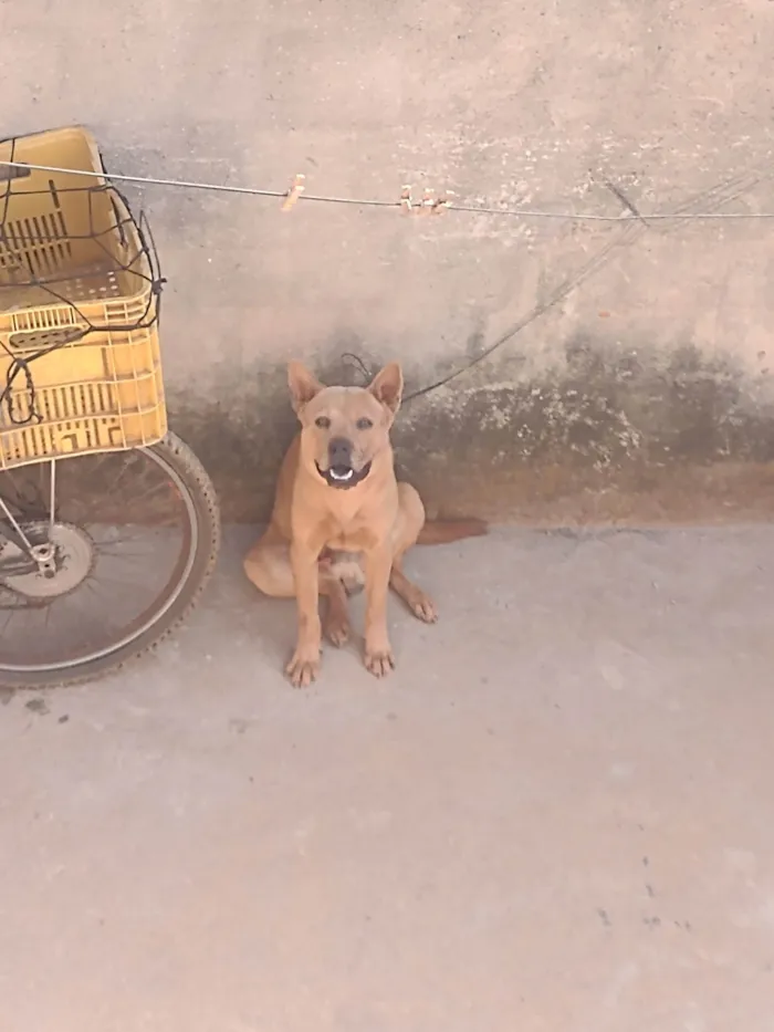 Cachorro ra a Labrador idade 7 a 11 meses nome PROCURO O DONO DESSE CACHORRO NÃO SEI A RAÇA O QUEM FOR O DONO FALE COMIGO PARA PEGAR SEU CACHORRO DE VOLTA