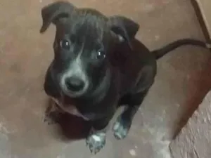 Cachorro raça SRD-ViraLata idade 2 a 6 meses nome Pingo