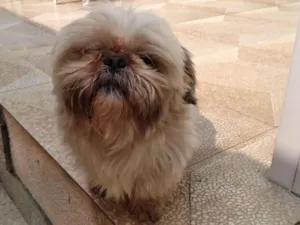 Cachorro raça Shitzu idade 4 anos nome Benjamin