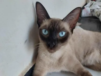 Gato raça Siamês idade 2 anos nome Arya