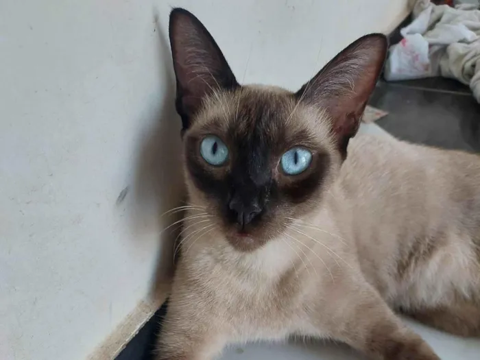 Gato ra a Siamês idade 2 anos nome Arya