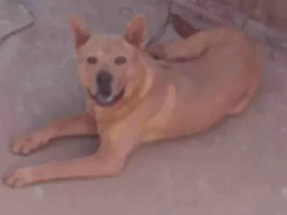 Cachorro raça Labrador idade 7 a 11 meses nome PROCURO O DONO DESSE CACHORRO NÃO SEI A RAÇA O QUEM FOR O DONO FALE COMIGO PARA PEGAR SEU CACHORRO DE VOLTA