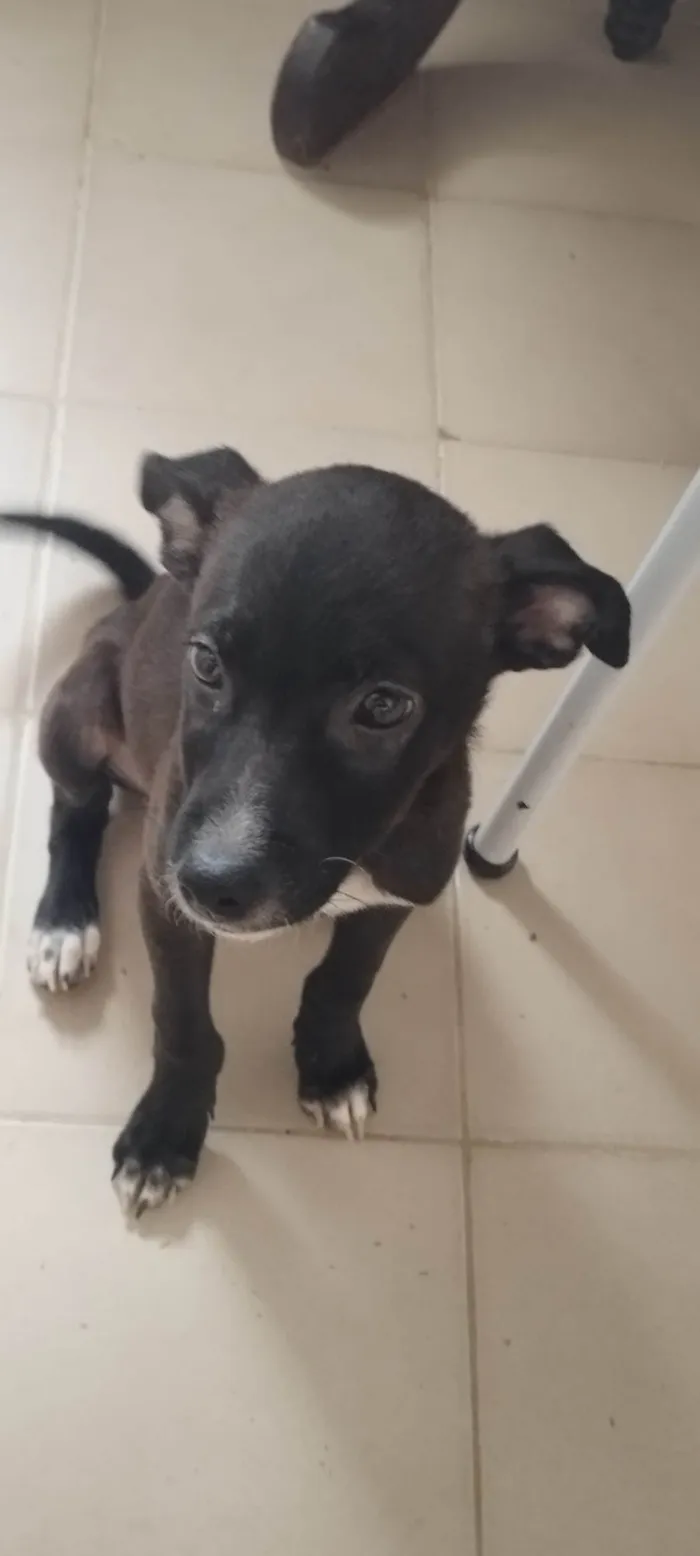 Cachorro ra a SRD-ViraLata idade 2 a 6 meses nome Indefinido 