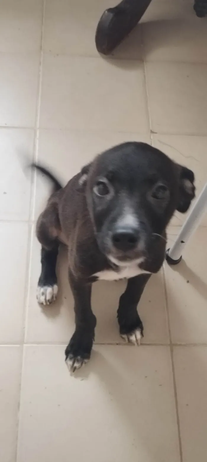 Cachorro ra a SRD-ViraLata idade 2 a 6 meses nome Indefinido 