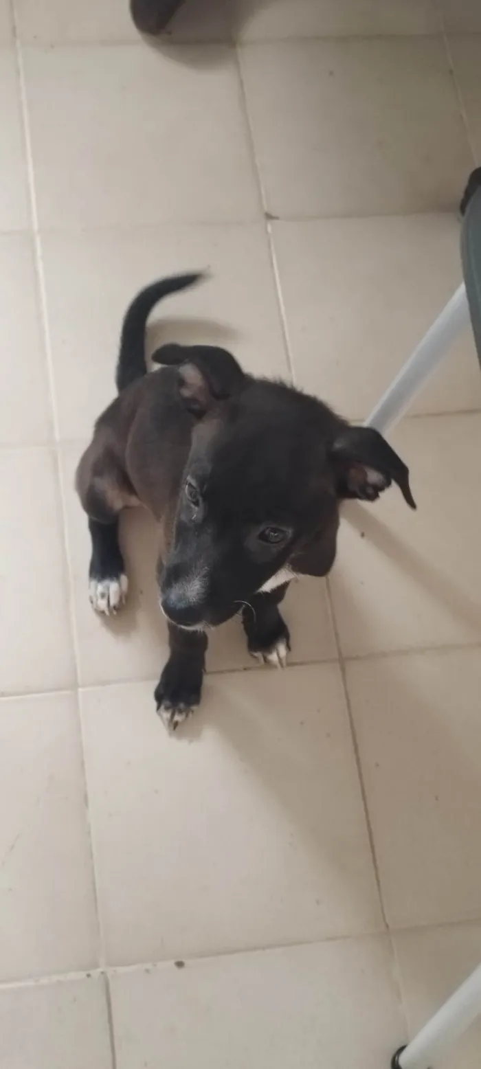 Cachorro ra a SRD-ViraLata idade 2 a 6 meses nome Indefinido 