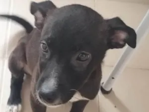 Cachorro raça SRD-ViraLata idade 2 a 6 meses nome Indefinido 